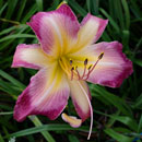 Heavenly Lovers' Lane Daylily